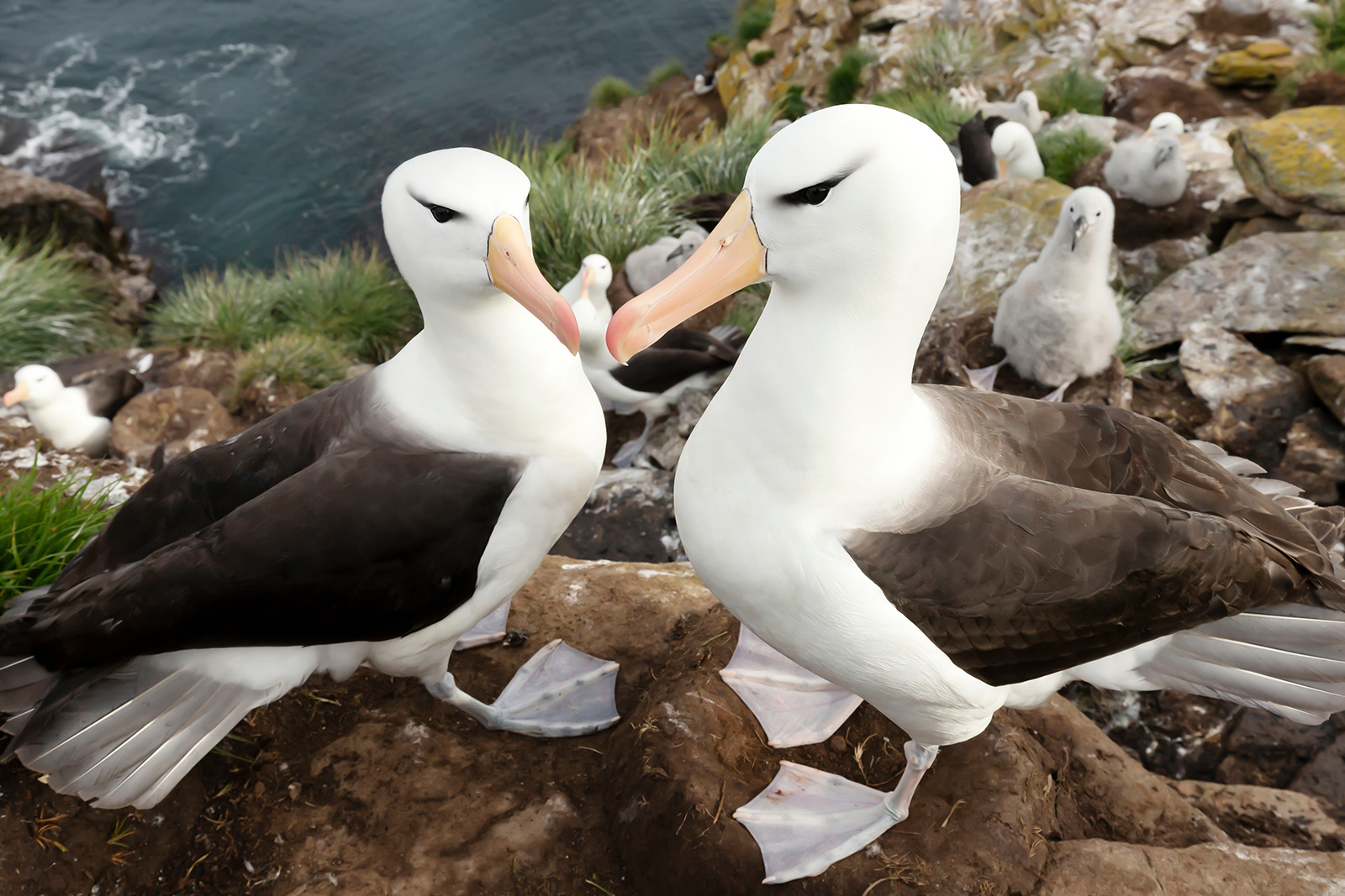 Ein Albatros-Pärchen sitzt an einer Felsküste eng beieinander. Foto: giedriius – stock.adobe.com